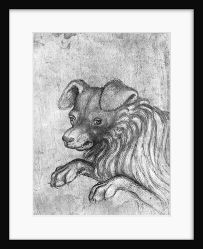 Head of a dog by Antonio Pisanello