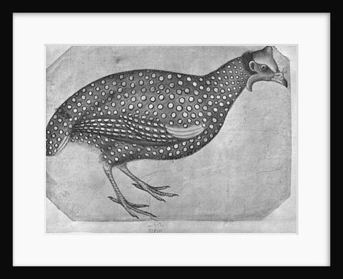 Guinea Fowl by Antonio Pisanello