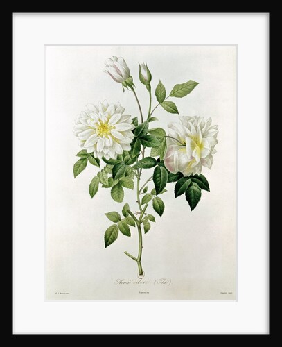 Aime Vibere by Pierre Joseph Redoute