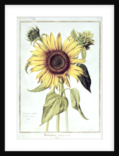 Helianthus Annuus by Nicolas Robert
