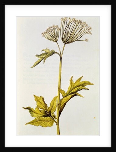 Angelica by Nicolas Robert