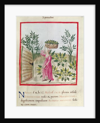 Ms 3054 f.24 Harvesting Spinach by Italian School