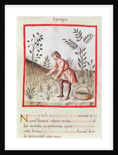 Ms 3054 fol.23v Harvesting Asparagus by Italian School