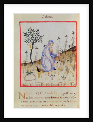 Ms 3054 f.22 Harvesting galangal by Italian School