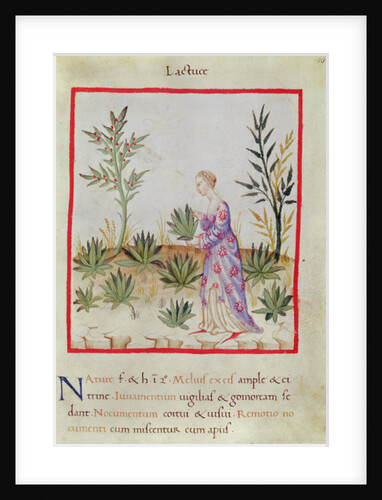 Ms 3054 f.10 Harvesting Lettuces by Italian School
