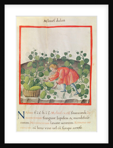 Ms 3054 f.18 Gathering watermelons by Italian School