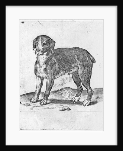 Dog by Agostino Carracci