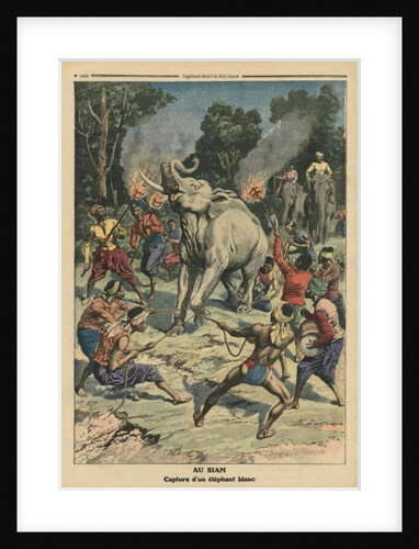 Catching a white elephant in Siam by French School