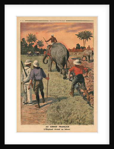 In French Congo, elephant trained to ploughing by French School