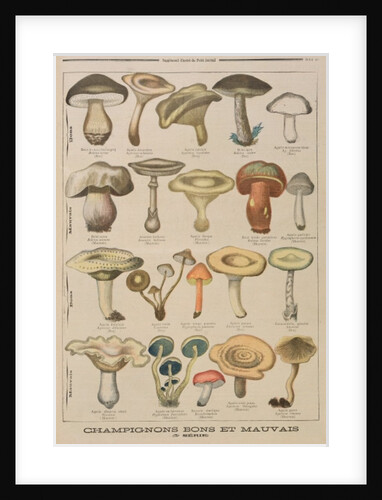 Good and bad mushrooms by French School