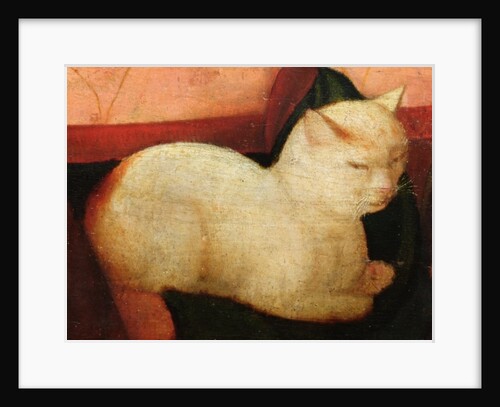 A white cat by Niccolo Frangipane