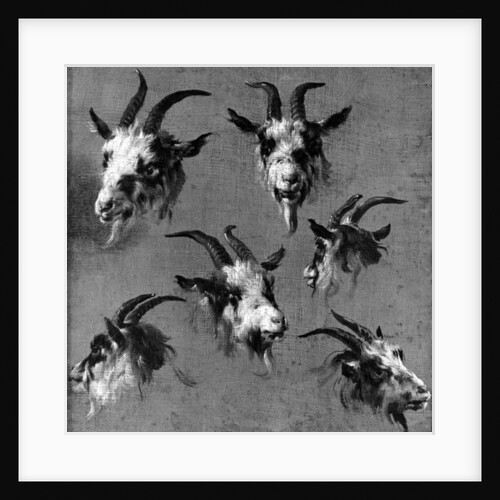 Six studies of goat heads by Nicolaes Pietersz. Berchem