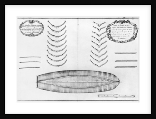 lan of a vessel with all its floor plates and forks by French School