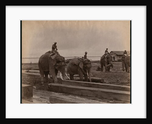 Working with elephants, c.1880 by Philip Adolphe Klier