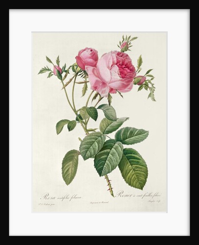 Thory, les Roses, Rosa Centifolia Foliaca by Eustache Hyacinthe Langlois