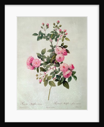 Les Roses de Thory, Rosa Multiflora Carnea by Pierre Joseph Redouté