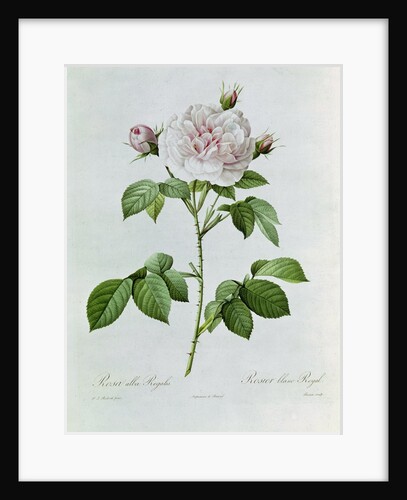 Claude-Antoine Thory 'Les roses'. Illustration: rosa alba regalis by Pierre Joseph Redouté