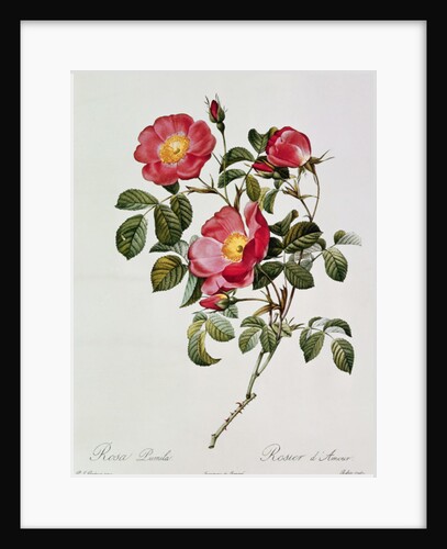 Les Roses de Thory. Rosa Pumilia by Pierre Joseph Redouté