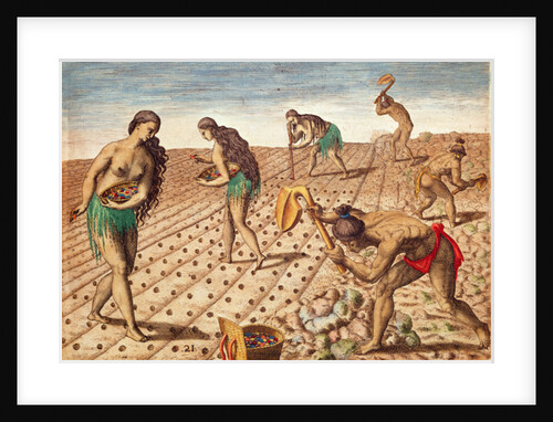 Brevis Narratio, Culture and Sowing Seeds, 1563 by Theodor de Bry