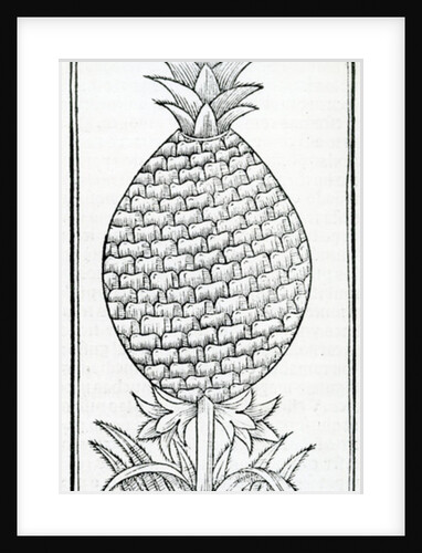 Illustration from 'De la natural hystoria de las Indias' by French School