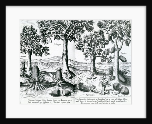 Tropical Fruit trees, 1596 by Johannes Baptista van the Younger Doetechum