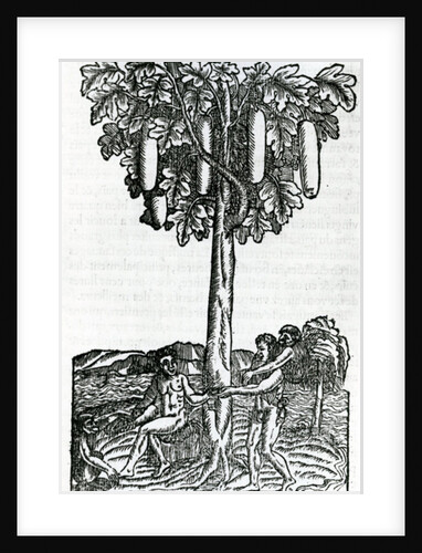 Tree harvest by French School