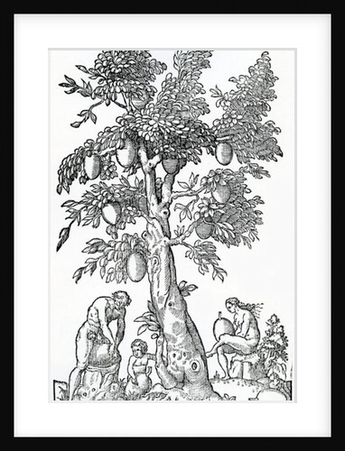 Breadfruit harvest by French School