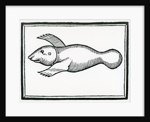 A Fish called 'Manati' by Christopher Columbus
