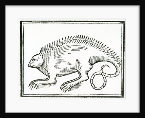 A Reptile found in the New World by Spanish School