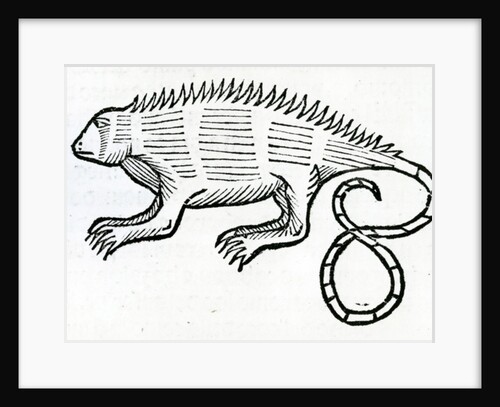 Iguana from 'la Historia general de las Indias' 1547 by Christopher Columbus