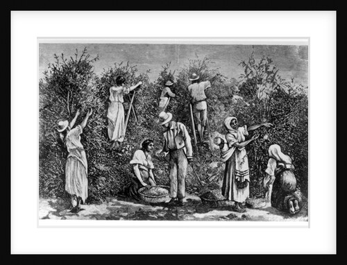 Coffee Harvest by English School