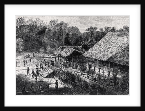 Workers on a Coffee Plantation by F.M. Reynolds