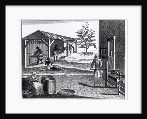 The Tobacco Manufactory in Different Branches, engraved for the Universal Magazine, 1750 by English School