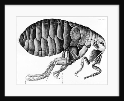 A Flea from Microscope Observation by Robert Hooke, 1665 by English School