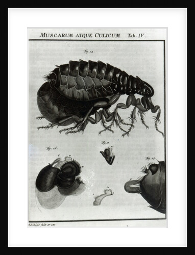 Table IV of Flies and Fleas by Johannes Augustin Rosel von Rosenhof