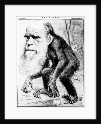 Charles Darwin 'A Venerable Orang-Outang', 1871 by English School