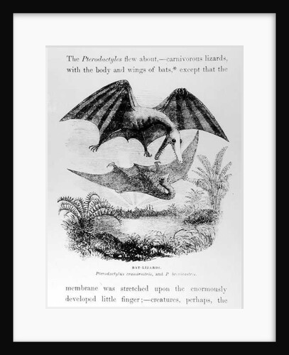 Bat-Lizards by English School
