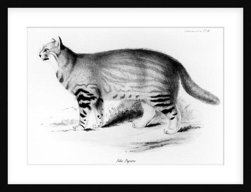 Felis Pajeros by John (after) Gould