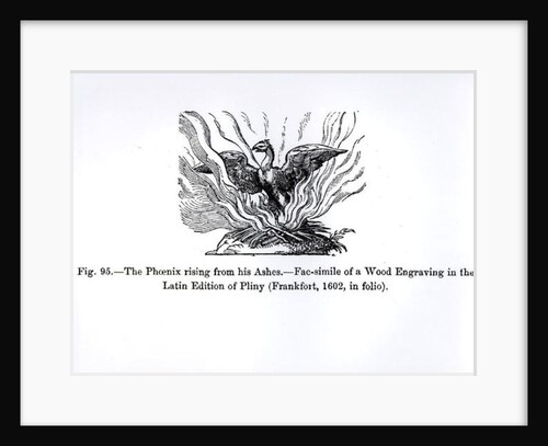The Phoenix rising from his ashes, from a Latin edition of Pliny published in Frankfurt in 1602 by German School