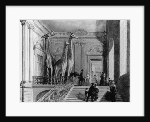 Giraffes on the staircase in the British Museum, 1845 by George the Elder Scharf