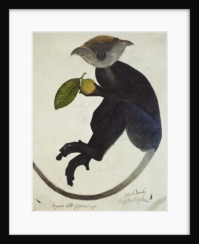 Black Monkey by School English