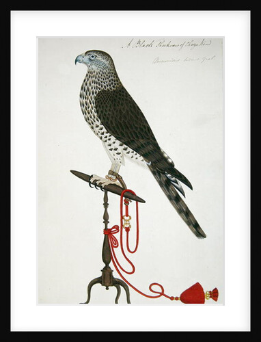 Indian Sparrow-Hawk by School English