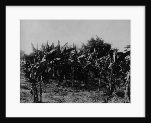 Banana Cultivation, Trinidad, c.1891 by English Photographer