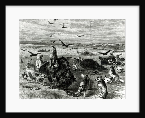 Slaughter of Buffaloes on the Plains by Theodore Russell (after) Davis