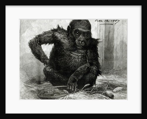 The Gorilla at the Zoological Society's Gardens by Charles (after) Whymper