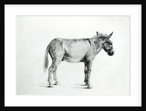 Donkey 1766 by George Stubbs