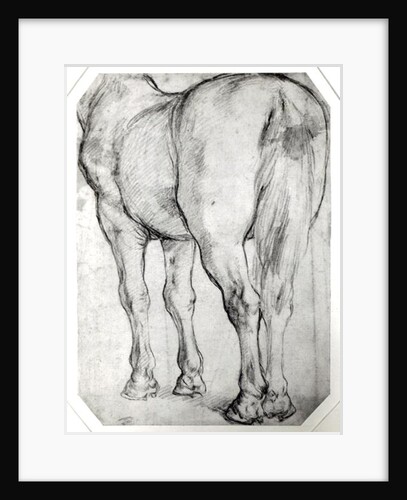 Horse's Rear by Peter Paul Rubens