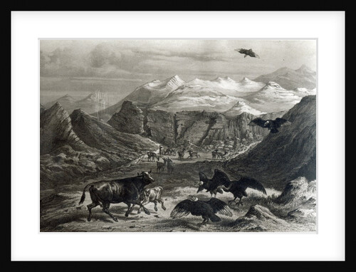 Calf being attacked by the Condors by Claudio Gay