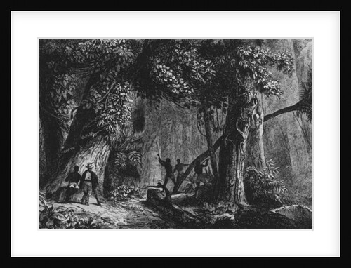 Forest Opening from 'Bresil, Columbie at Guyanes', by Ferdinand Denis and Cesar Famin 1839 by French School