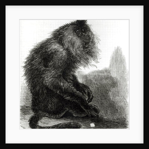 The Indian Waderoo Monkey engraved by Pearson, October 1859 by English School